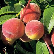 Саджанець Персик Ред Топ